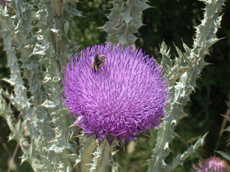 Onopordum illyricum / Onopordo maggiore